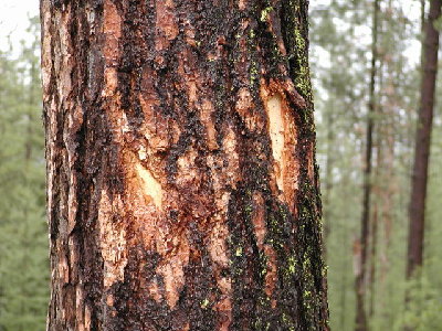 The target.  We picked one at random on the 80 acre property where it won't be noticed.