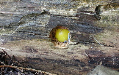 Lemonhead candy embedded in a log.