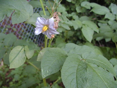 My spuds in bloom.