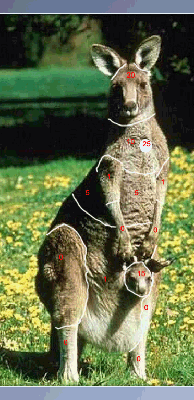 Here in Australia, their pests