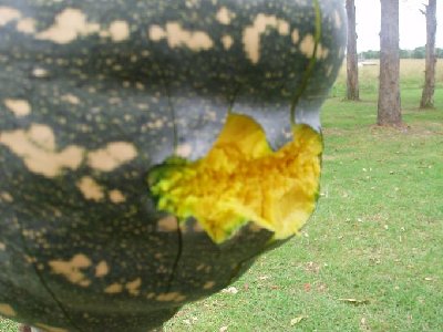 Were a marble winged a pumpkin.