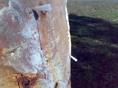 poor tree got hit a few times today. those nails are in too far for me to retrieve. Have a good look and u can see the head of one nail just at the surface of the bark.