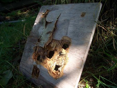 damage to 3/4 plywood with 1.5&amp;quot; lead bullets. (exit side)