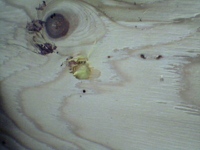 Paintball damage to a 1/2&amp;quot; thick plywood. Same shot at 120psi.