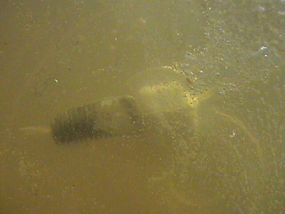 The bullet in the gel, can't see much though, the gel turned out a little foamy...